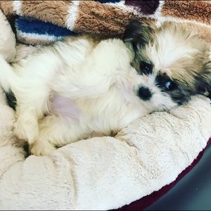 Meet your Posher, Issa